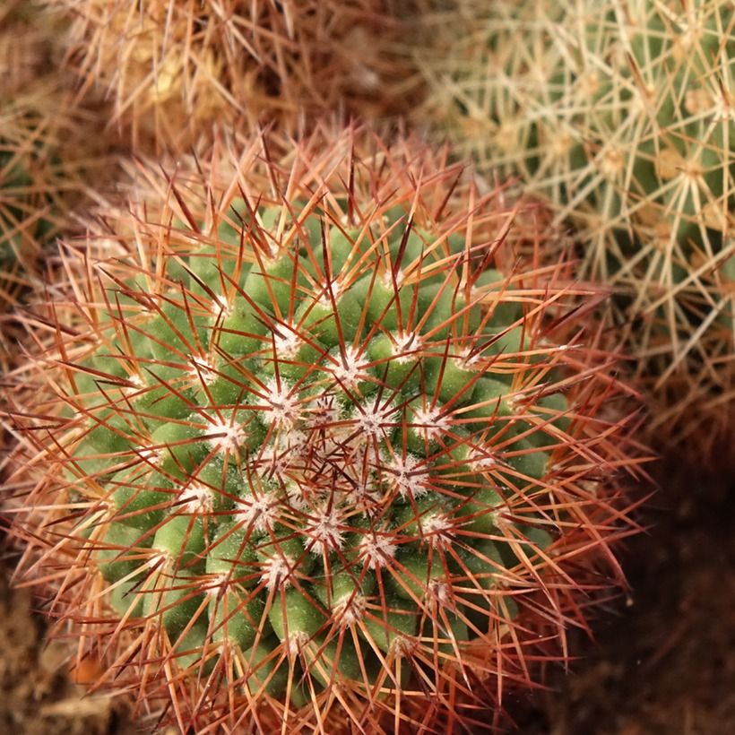 Mammillaria ernestii rubrispina - Tepelcactus (Foliage)