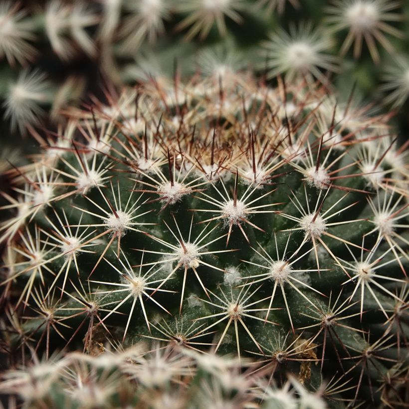 Mammillaria heyderi - Tepelcactus (Blad)