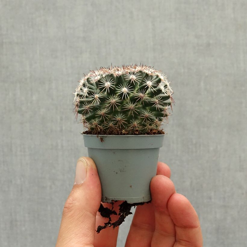 Exemplaar van Mammillaria heyderi - Tepelcactus Mini-kamerplanten zoals geleverd in de lente