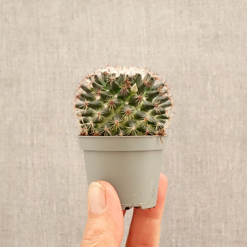 Exemplaar van Mammillaria marksiana - Tepelcactus Mini-kamerplanten zoals geleverd in de lente