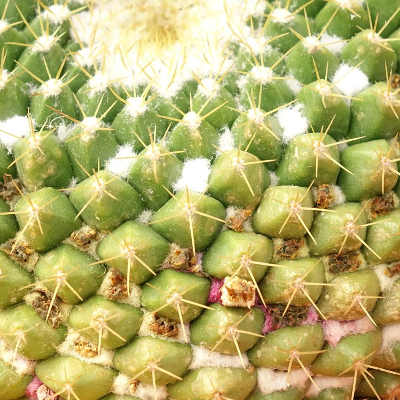 Mammillaria marksiana - Tepelcactus (Foliage)