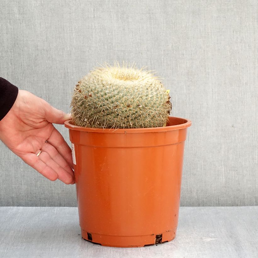 Exemplaar van Mammillaria muehlenpfordtii - Tepelcactus Pot van 4 l/5 l zoals geleverd in de herfst