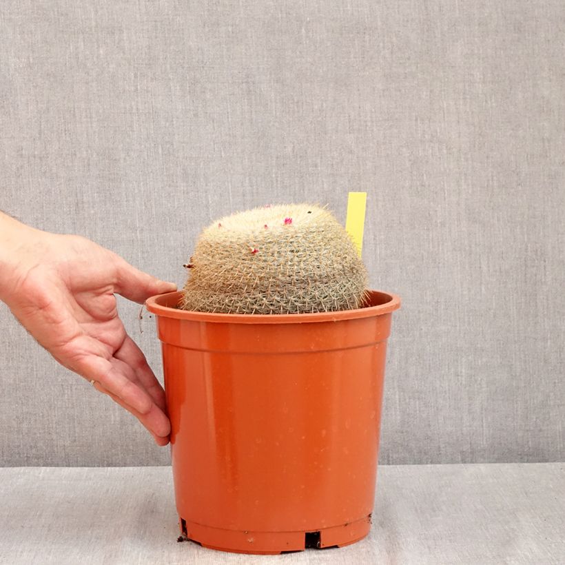 Exemplaar van Mammillaria muehlenpfordtii - Tepelcactus Pot van 4 l/5 l zoals geleverd in de zomer