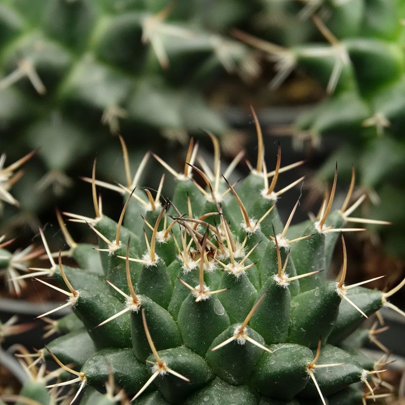 Mammillaria nejapensis Silver Arrows - Tepelcactus (Blad)