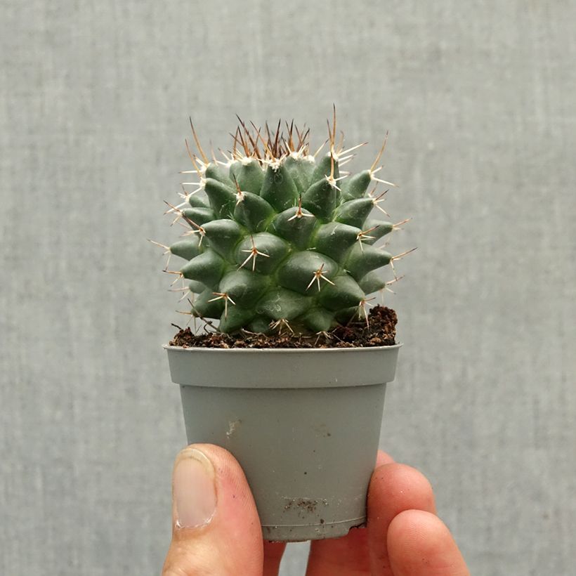 Exemplaar van Cactus - Mammillaria nejapensis Silver Arrows Mini-kamerplanten zoals geleverd in de lente