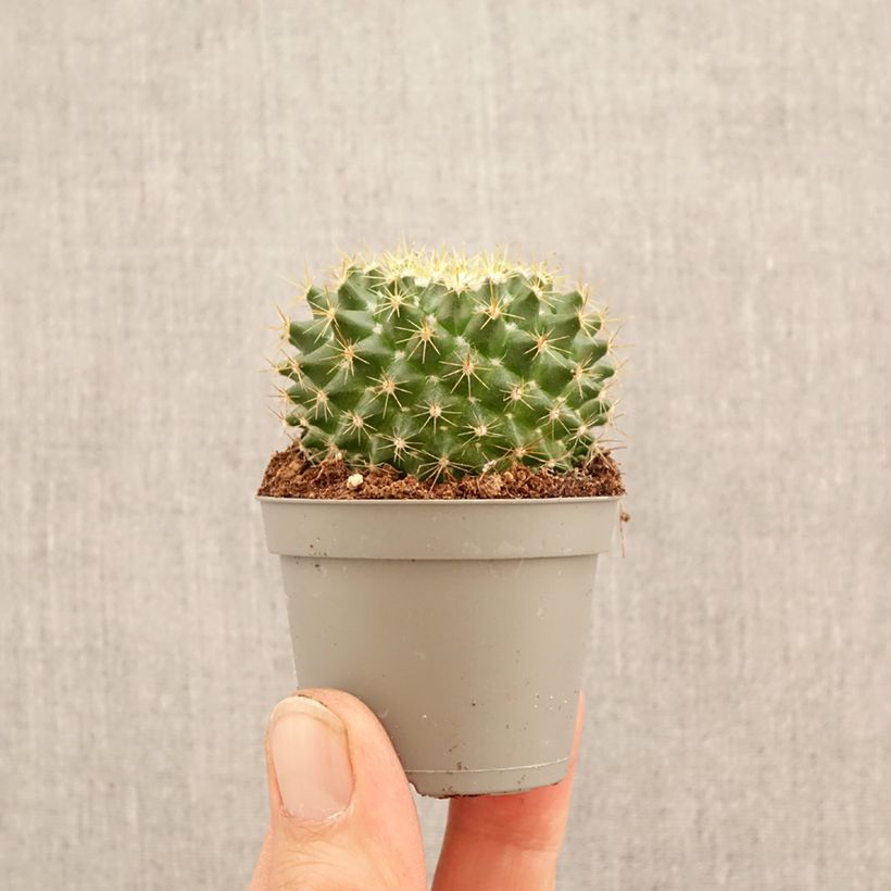 Exemplaar van Mammillaria pringlei - Tepelcactus Mini-kamerplanten zoals geleverd in de lente