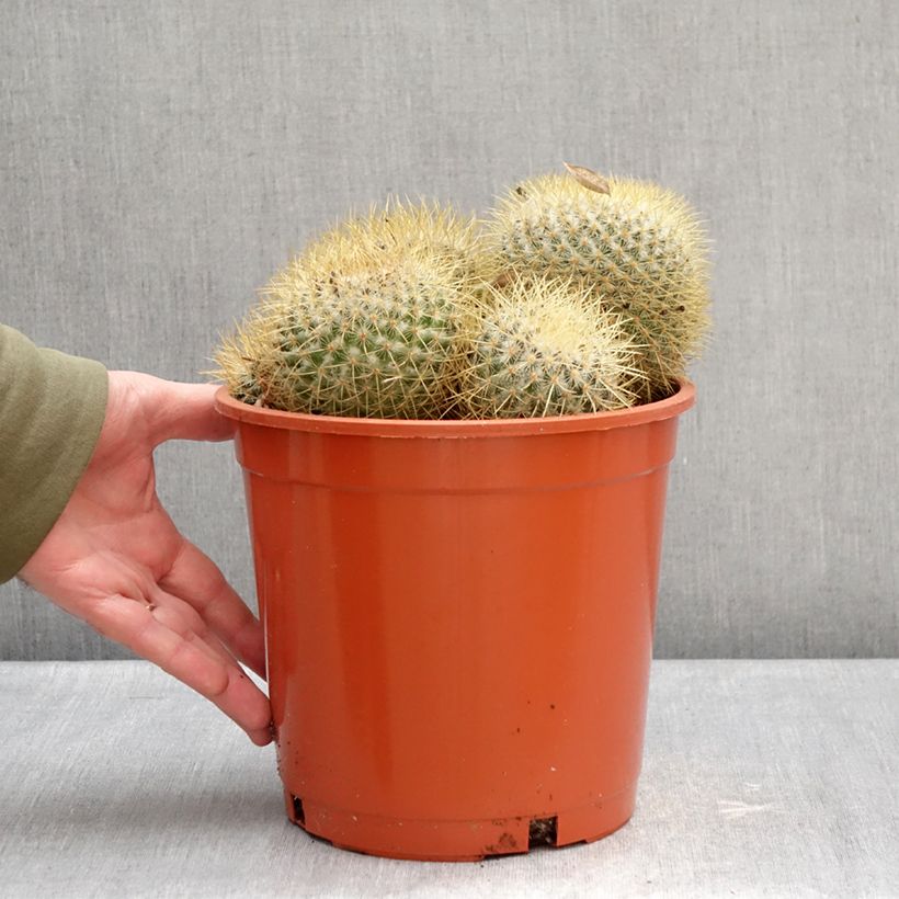 Example of Cactus - Mammillaria pringlei Pot van 4 l/5 l as you get in hiver