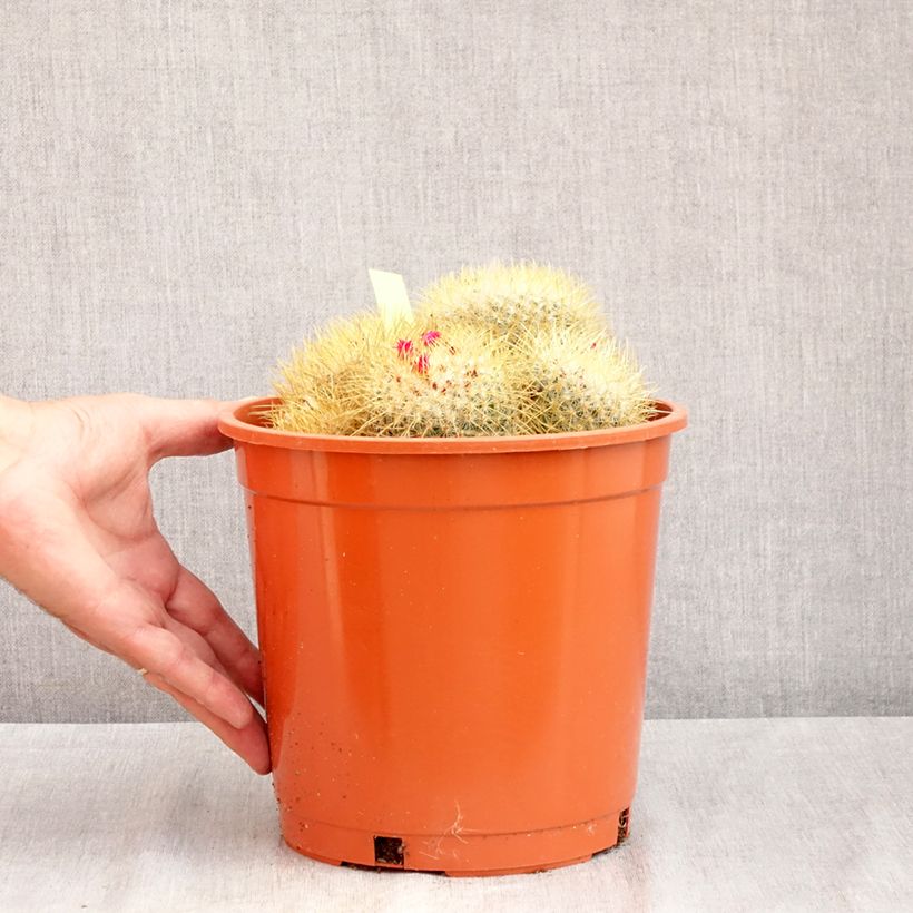 Exemplaar van Mammillaria pringlei - Tepelcactus Pot van 4 l/5 l zoals geleverd in de zomer