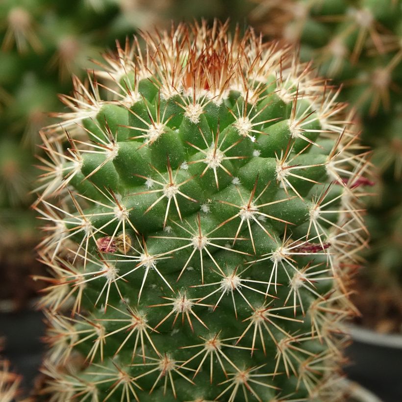 Mammillaria ruestii - Tepelcactus (Blad)
