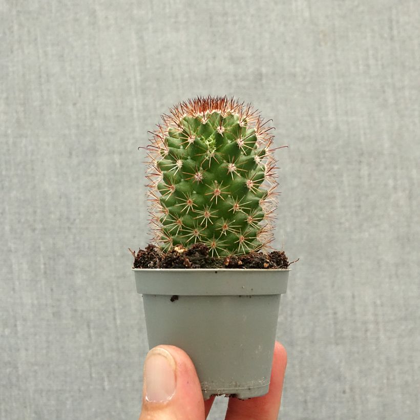 Exemplaar van Cactus - Mammillaria ruestii Mini-kamerplanten zoals geleverd in de lente
