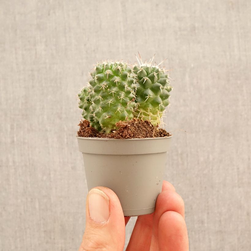 Exemplaar van Mammillaria polythele Toluca - Tepelcactus Mini-kamerplanten zoals geleverd in de lente