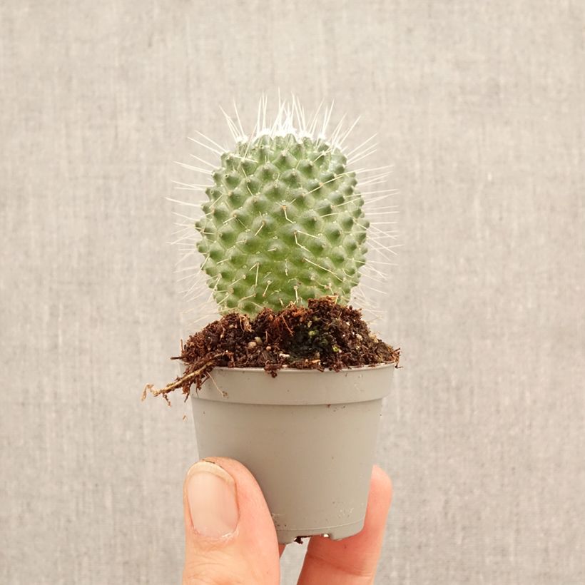 Exemplaar van Mammillaria Un Pico - Tepelcactus Mini-kamerplanten zoals geleverd in de lente