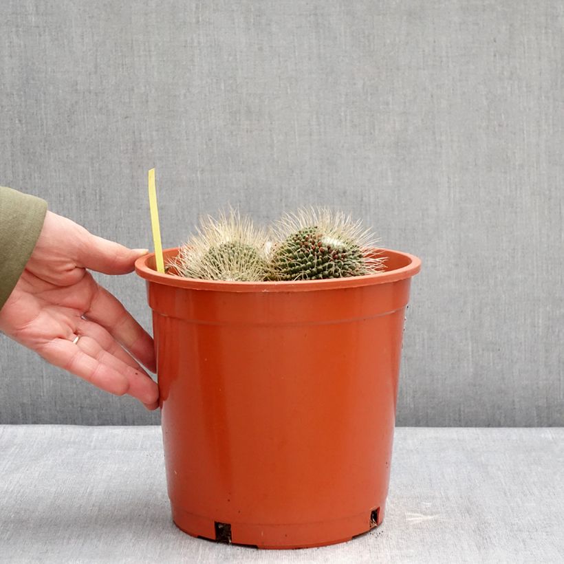 Example of Cactus - Mammillaria Un Pico Pot van 4 l/5 l as you get in hiver
