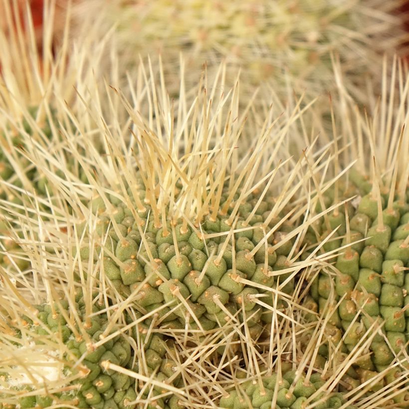 Mammillaria Un Pico - Tepelcactus (Foliage)