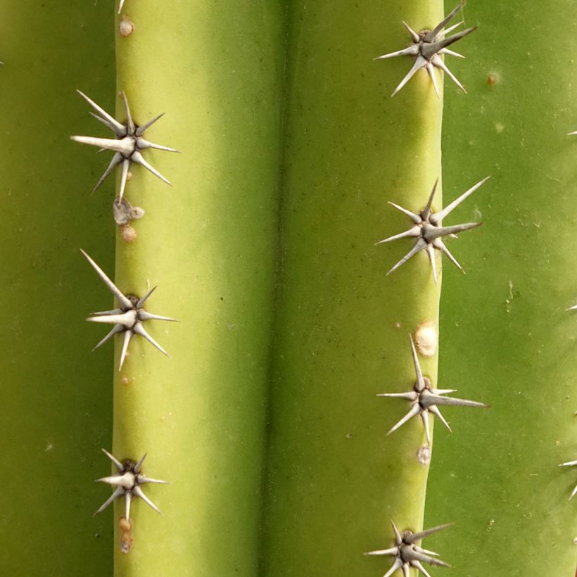 Polaskia chende - Cactus (Foliage)