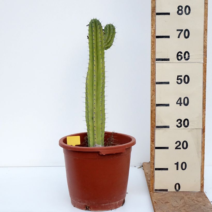 Exemplaar van Polaskia chende - Cactus Pot van 12 l/15 l zoals geleverd in de herfst