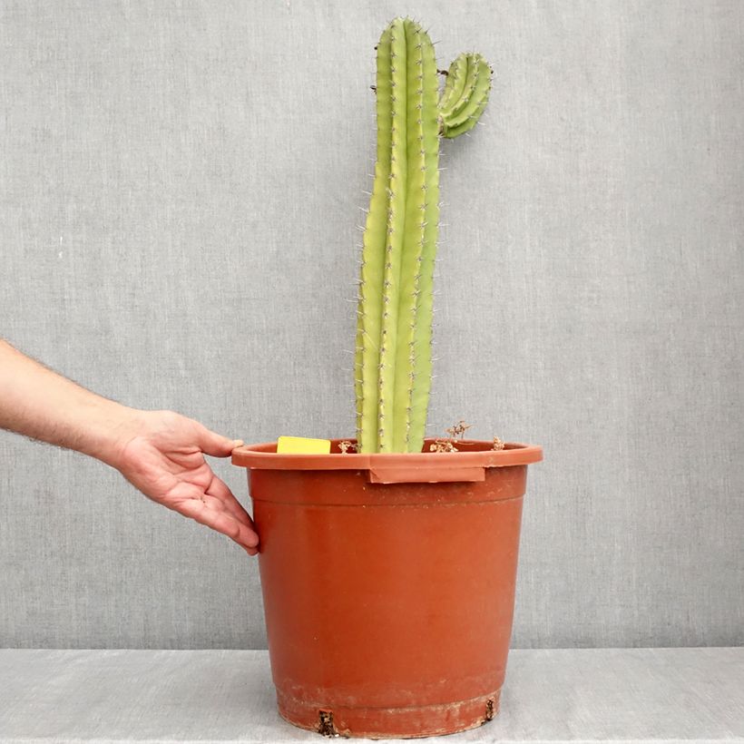Exemplaar van Polaskia chende - Cactus Pot van 12 l/15 l zoals geleverd in de zomer