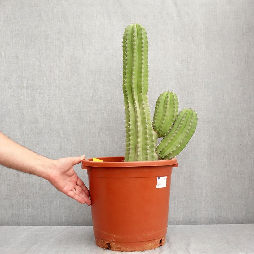 Exemplaar van Polaskia chichipe - Cactus Pot van 12 l/15 l zoals geleverd in de zomer