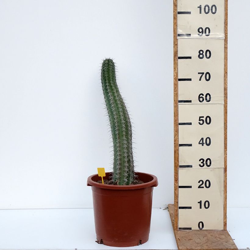 Exemplaar van Stenocereus griseus - Zuilcactus Pot van 12 l/15 l zoals geleverd in de herfst