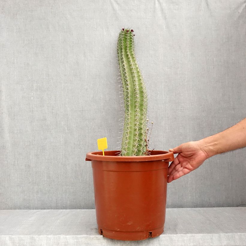 Exemplaar van Stenocereus griseus - Zuilcactus Pot van 12 l/15 l zoals geleverd in de zomer