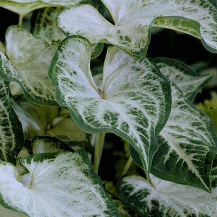 Caladium Aaron - Hart van Jezus (Foliage)