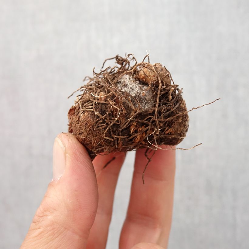 Example of Caladium Aaron Bol Kaliber/Größe I as you get in printemps