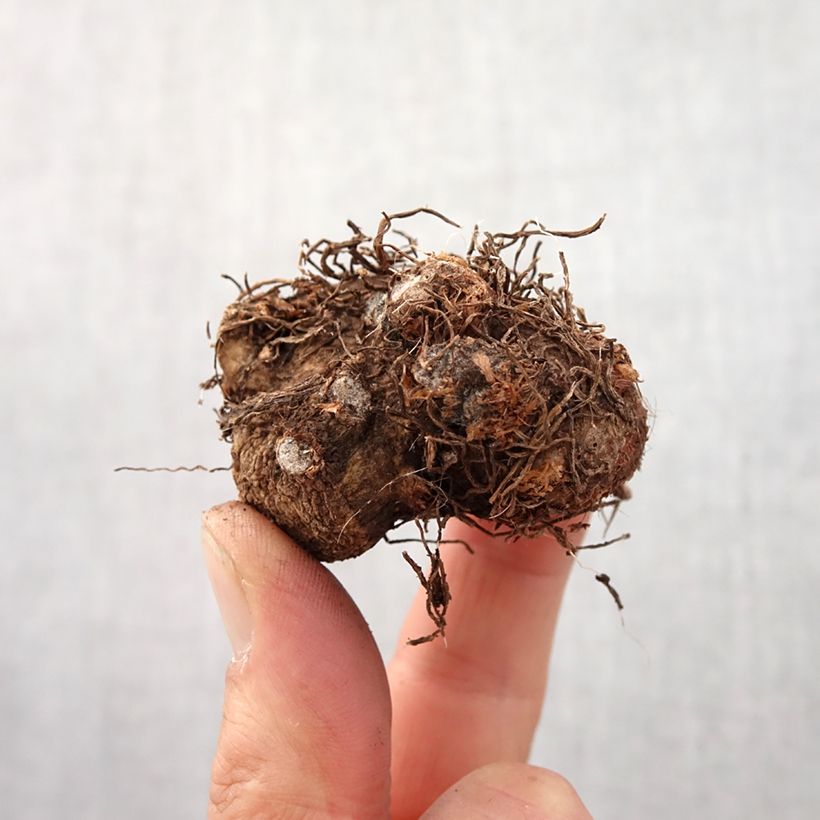 Example of Caladium Candidum Bol Kaliber/Größe I as you get in printemps