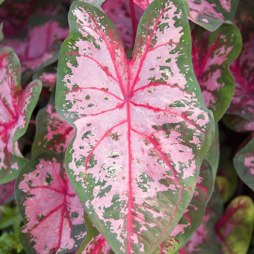 Caladium Carolyn Whorton - Hart van Jezus (Foliage)