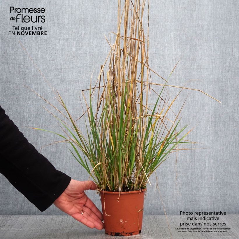 Exemplaar van Calamagrostis acutiflora Avalanche - Struisriet Pot van 1 l/1,5 l zoals geleverd in de herfst