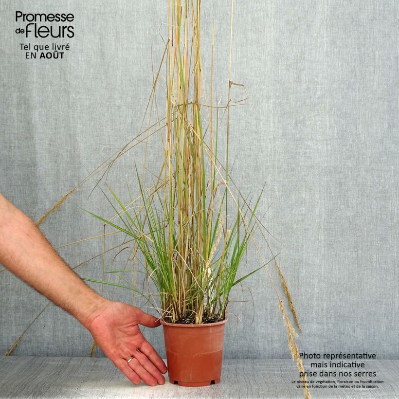 Exemplaar van Calamagrostis acutiflora Avalanche - Struisriet Pot van 1 l/1,5 l zoals geleverd in de zomer