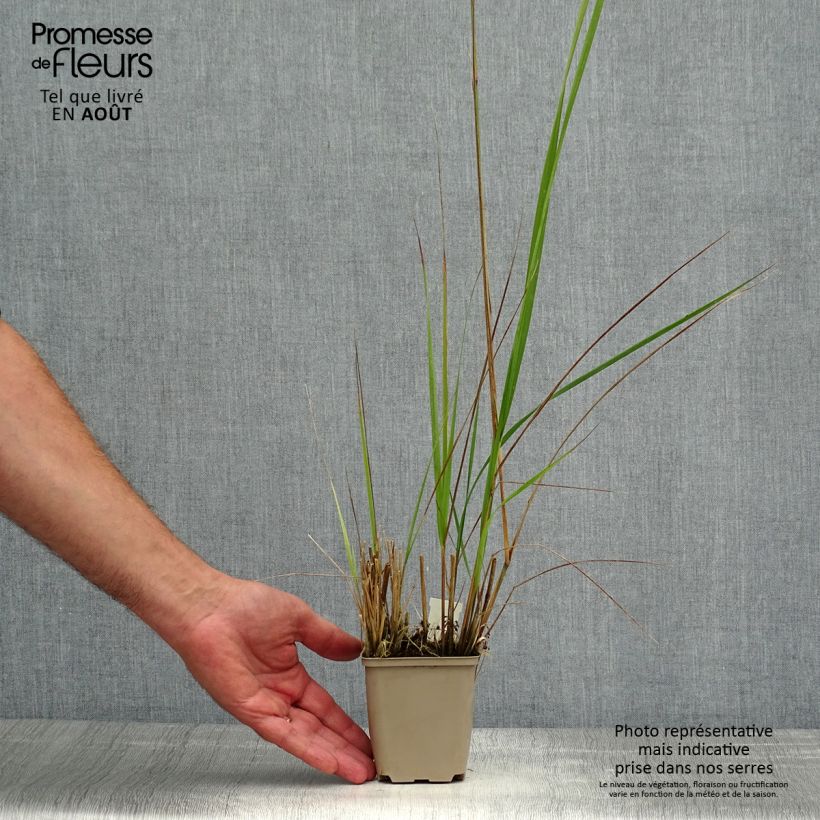 Exemplaar van Calamagrostis acutiflora Avalanche - Struisriet Kweekpotje van 8/9 cm zoals geleverd in de zomer