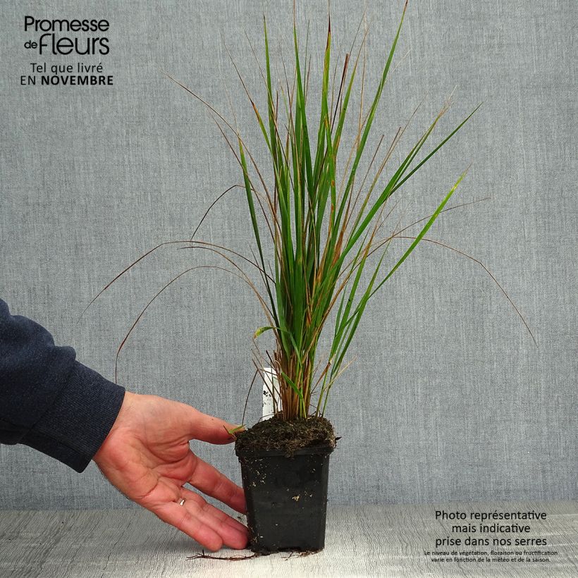 Exemplaar van Calamagrostis acutiflora Karl Foerster - Struisriet Kweekpotje van 8/9 cm zoals geleverd in de herfst