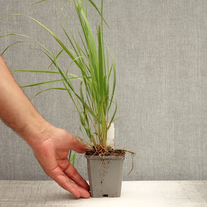Exemplaar van Calamagrostis acutiflora Karl Foerster - Struisriet Kweekpotje van 8/9 cm zoals geleverd in de zomer