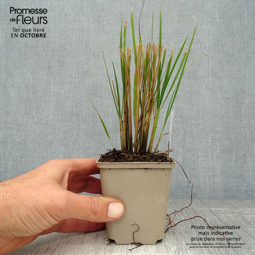 Exemplaar van Calamagrostis acutiflora Waldenbuch - Struisriet Kweekpotje van 8/9 cm zoals geleverd in de herfst
