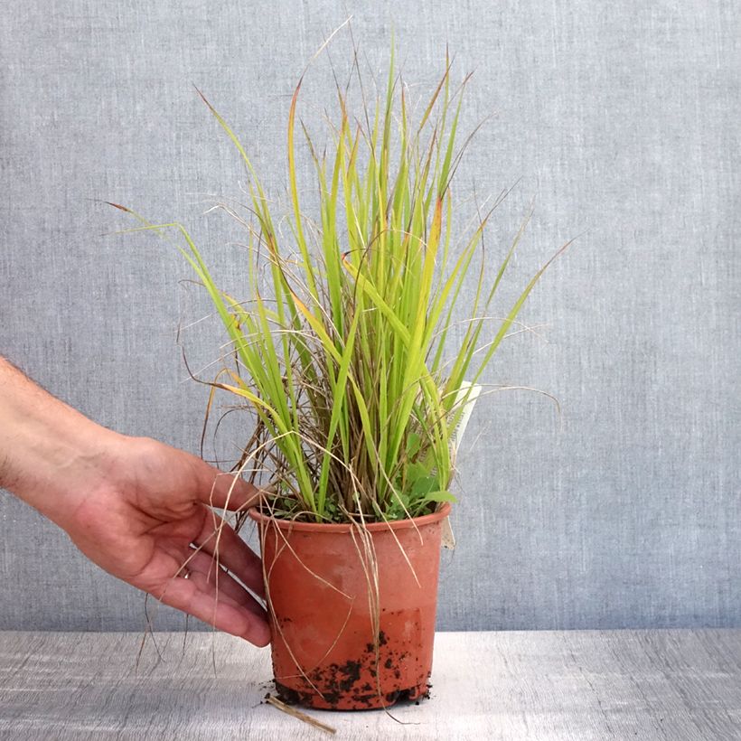 Exemplaar van Calamagrostis acutiflora Waldenbuch - Struisriet Pot van 1 l/1,5 l zoals geleverd in de zomer