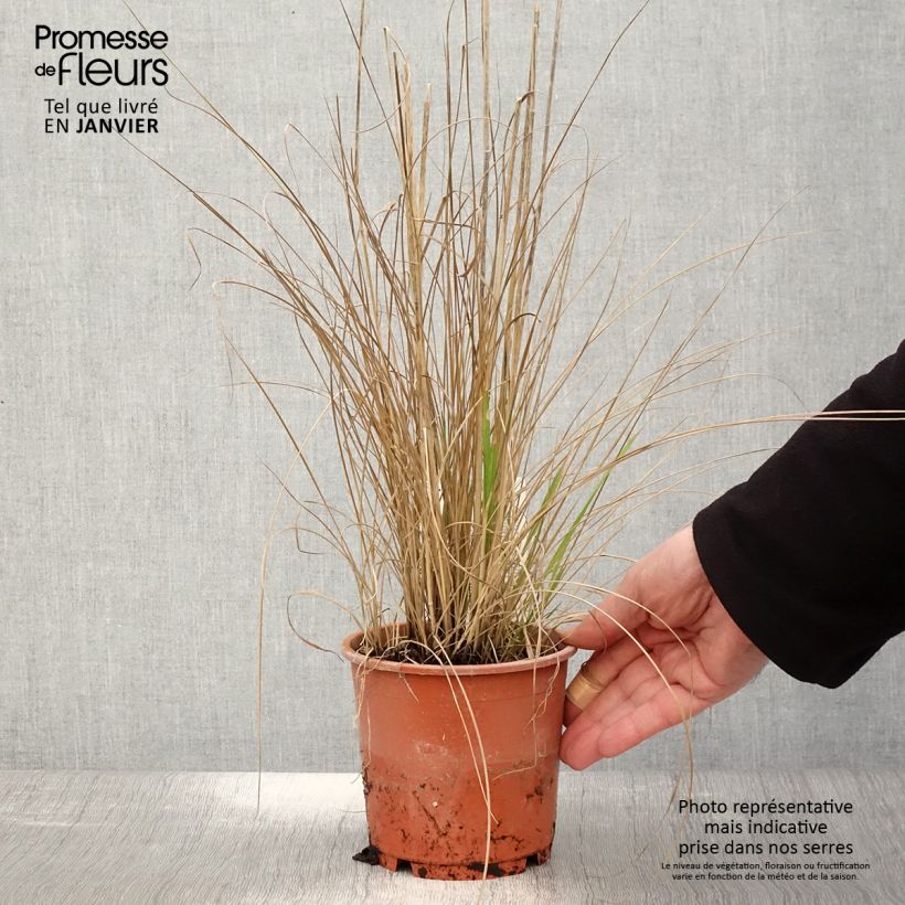 Example of Calamagrostis acutiflora Waldenbuch Pot van 1 l/1,5 l as you get in hiver