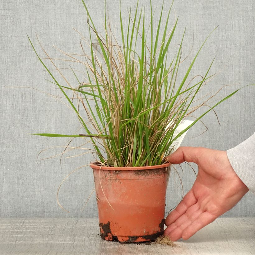 Exemplaar van Calamagrostis acutiflora Waldenbuch - Struisriet Pot van 1 l/1,5 l zoals geleverd in de lente