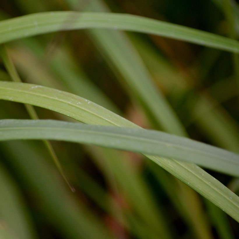 Calamagrostis brachytricha - Diamantgras (Foliage)