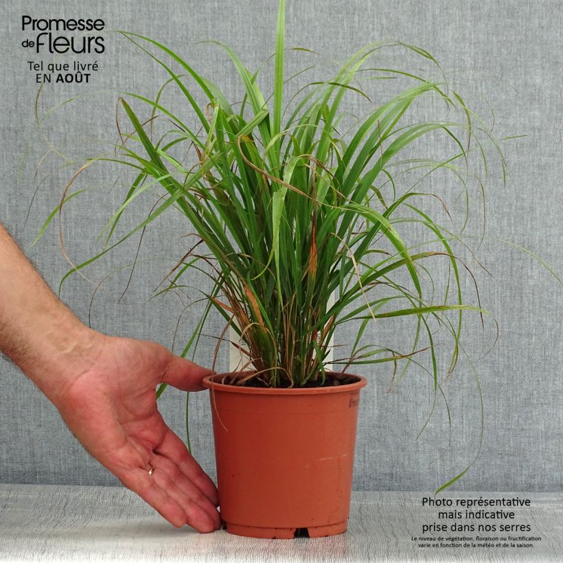 Exemplaar van Calamagrostis brachytricha - Diamantgras Pot van 1 l/1,5 l zoals geleverd in de zomer