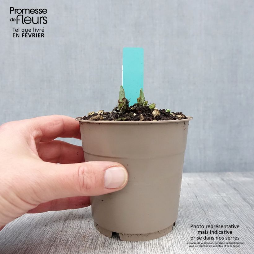 Example of Calanthe Arizona Dream - Orchidée vivace Pot van 1 l/1,5 l as you get in hiver