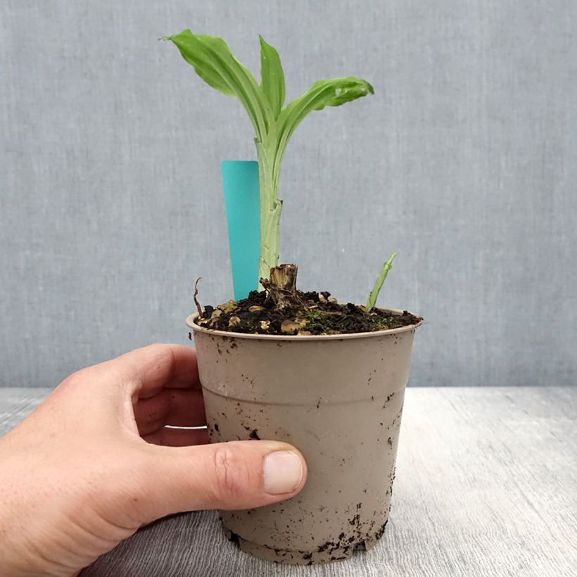 Exemplaar van Calanthe  Arizona Dream - Tuinorchidee Pot van 1 l/1,5 l zoals geleverd in de lente