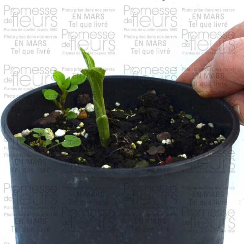 Example of Calanthe discolor Bol size I as you get