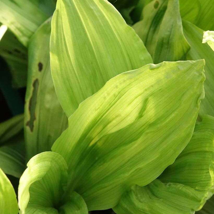 Calanthe discolor - Tuinorchidee (Blad)