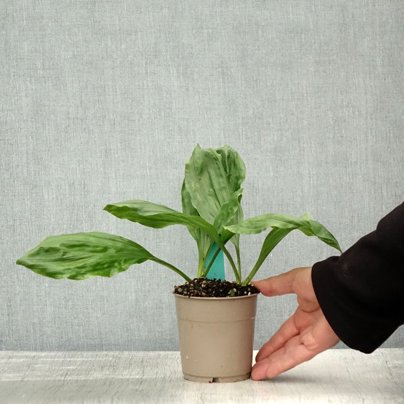 Exemplaar van Calanthe discolor - Tuinorchidee Pot van 1 l/1,5 l kaliber I zoals geleverd in de herfst