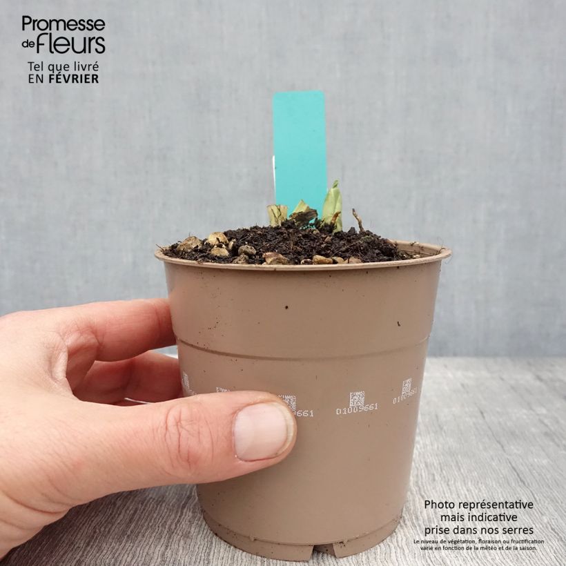 Example of Calanthe discolor Pot van 1 l/1,5 l size I as you get in hiver