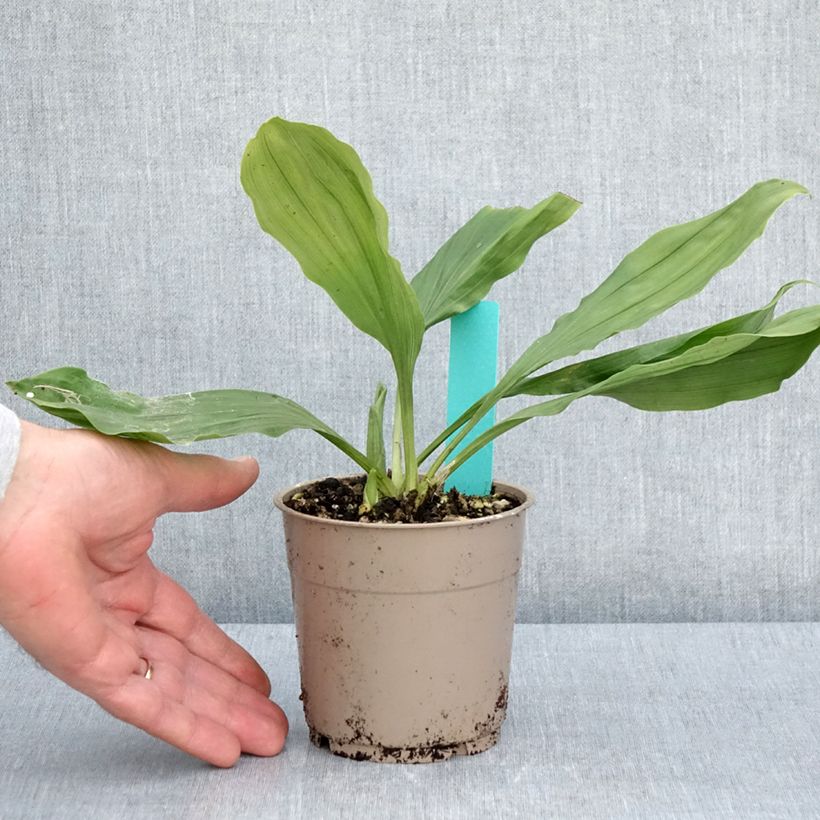 Exemplaar van Calanthe discolor - Tuinorchidee Pot van 1 l/1,5 l kaliber I zoals geleverd in de lente