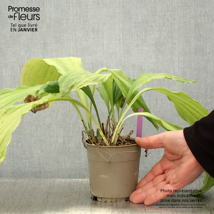 Example of Calanthe Pink & Cream - Orchidée vivace Pot van 1,5 l/2 l as you get in hiver