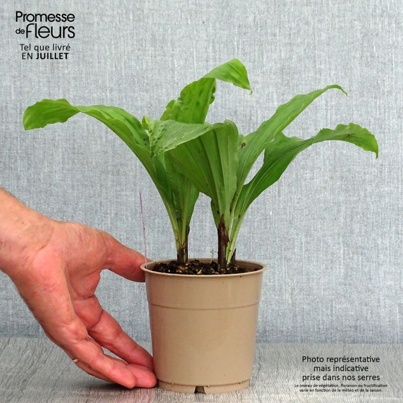 Exemplaar van Calanthe  Red Sunset - Tuinorchidee Pot van 1 l/1,5 l zoals geleverd in de zomer