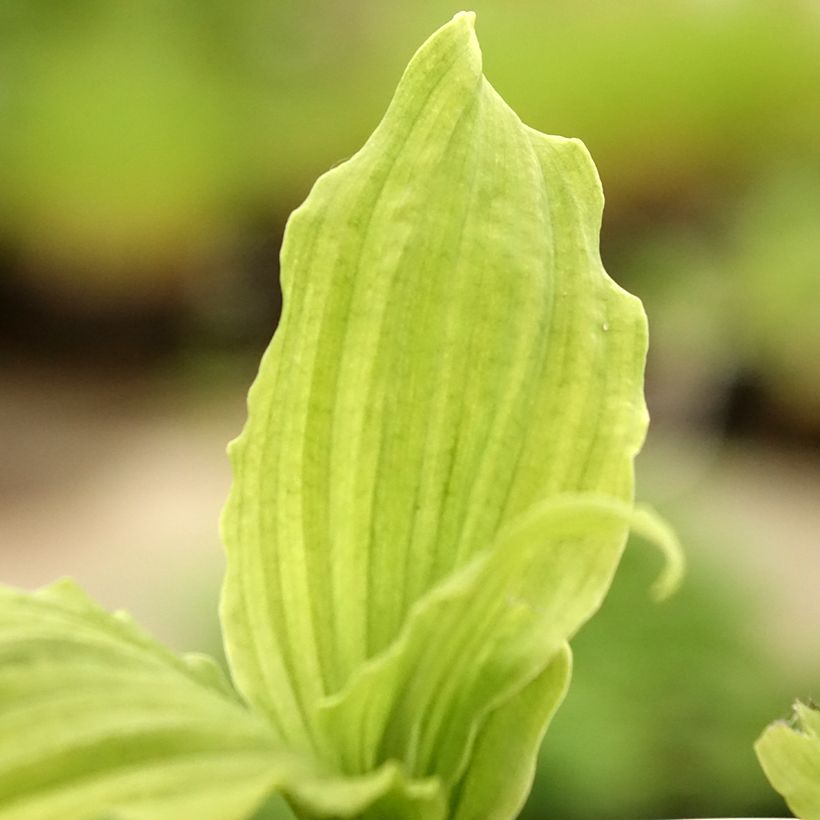 Calanthe reflexa - Tuinorchidee (Blad)