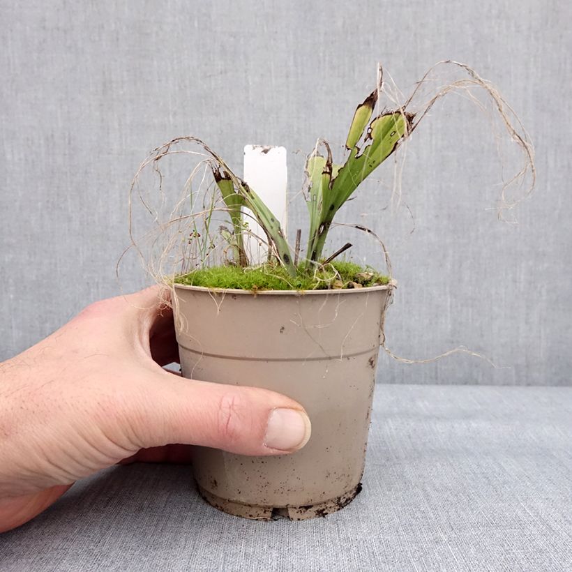 Example of Calanthe sieboldii Light - Orchidée de jardin Pot van 1 l/1,5 l as you get in hiver